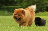 CHOW CHOW 543